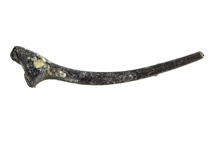 Permian Reptile Rib Fossil - Oklahoma #143037